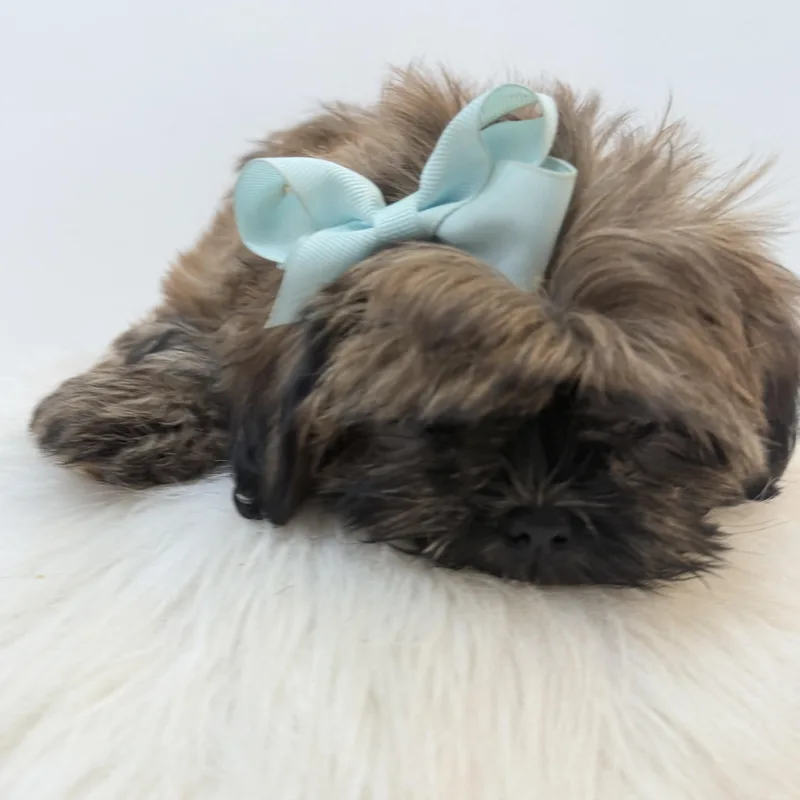 Buttercup thumbnail 4