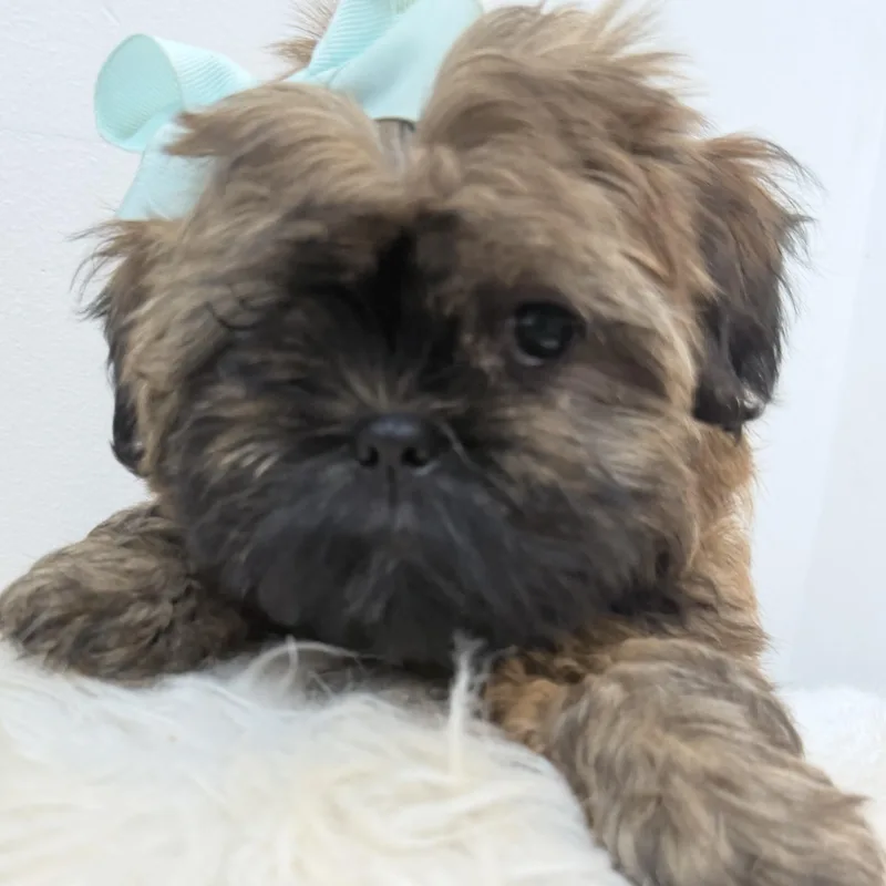 Buttercup thumbnail 6