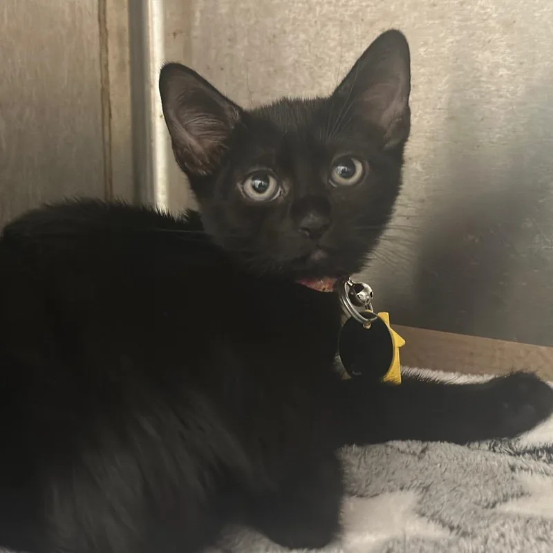 A baby small-sized female Domestic Short Hair cat named CO Ficifolia for adoption in Port Washington, NY