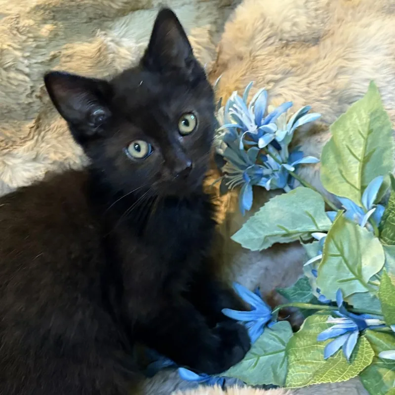 A baby small-sized male Black Domestic Short Hair cat named BlackBerry Westie for adoption in Eaton Rapids, MI