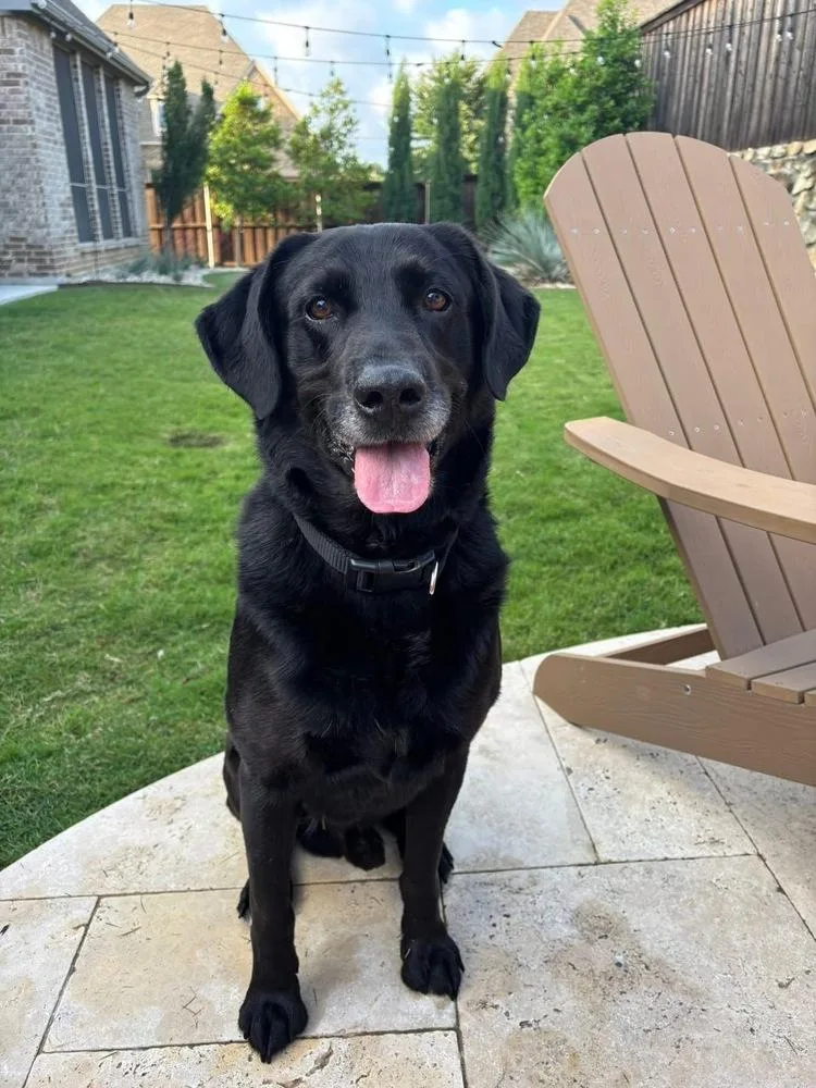 An adult large-sized male Black Labrador Retriever dog named Boone โcoming Soon!โ for adoption in Richardson, TX