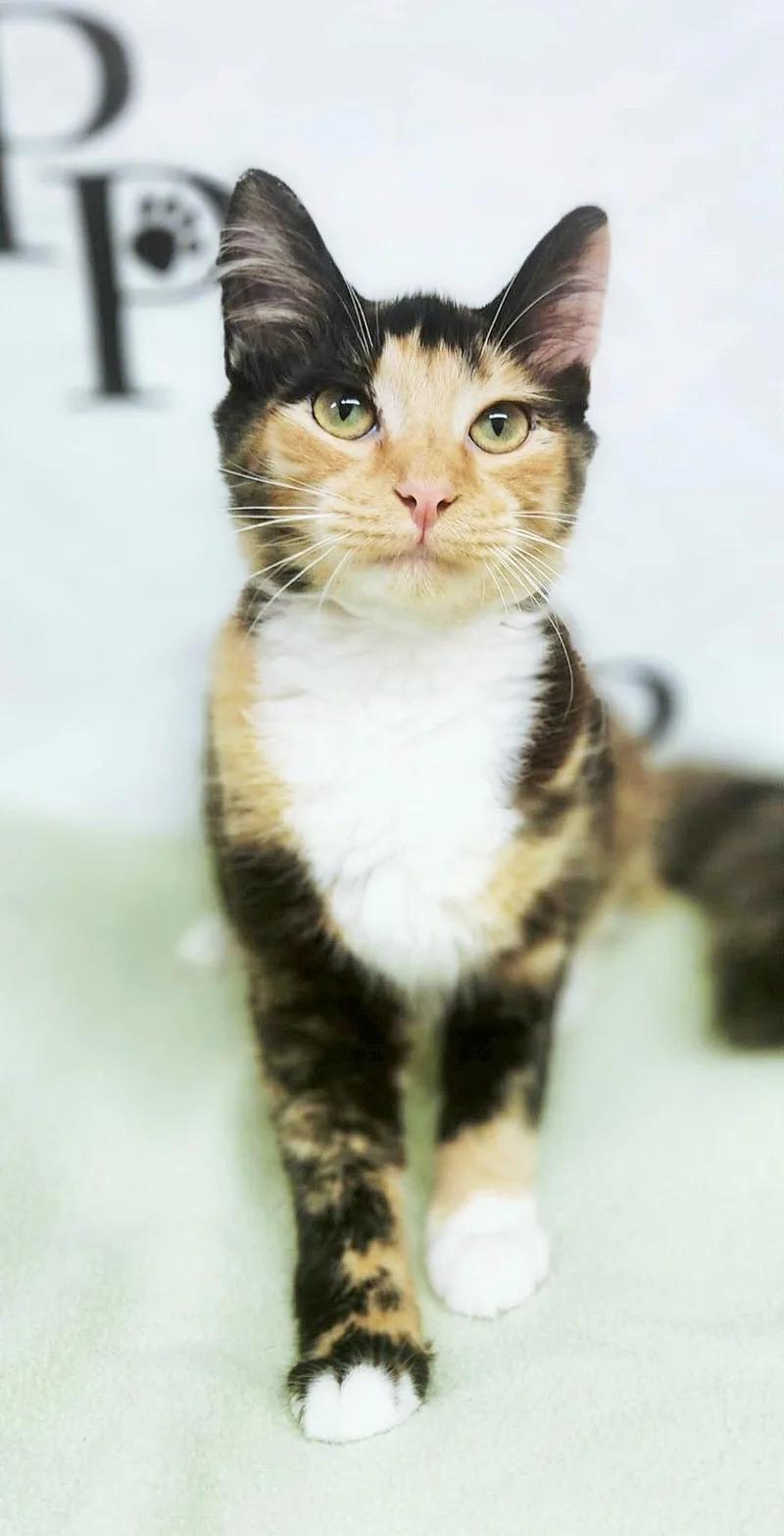 A young medium-sized female Domestic Medium Hair cat named Millie Bop for adoption in Social Circle, GA