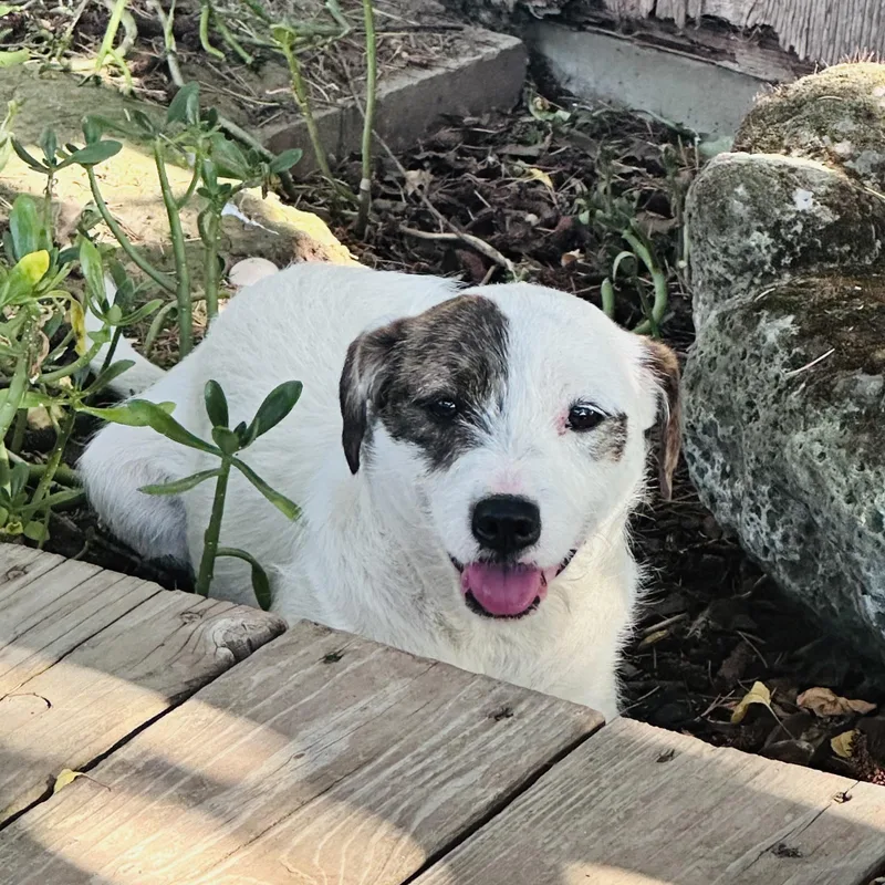 A young small-sized female White / Cream Terrier dog named Darla for adoption in Lodi, CA