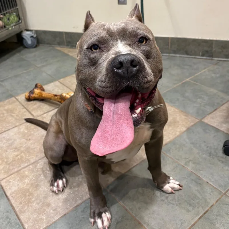 An adult large-sized male Gray / Blue / Silver Mixed Breed dog named Dolla Meal Deal for adoption in Chattanooga, TN