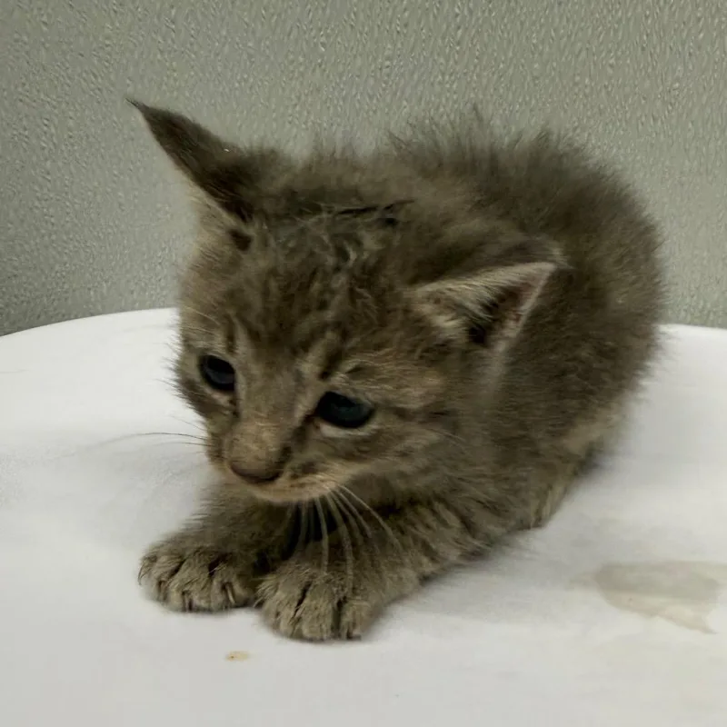 A baby small-sized female Gray / Blue / Silver Domestic Short Hair cat named Kindle for adoption in Tampa, FL