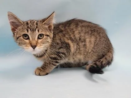 A baby small-sized female Domestic Short Hair cat named Chloe for adoption in Woodbury, MN