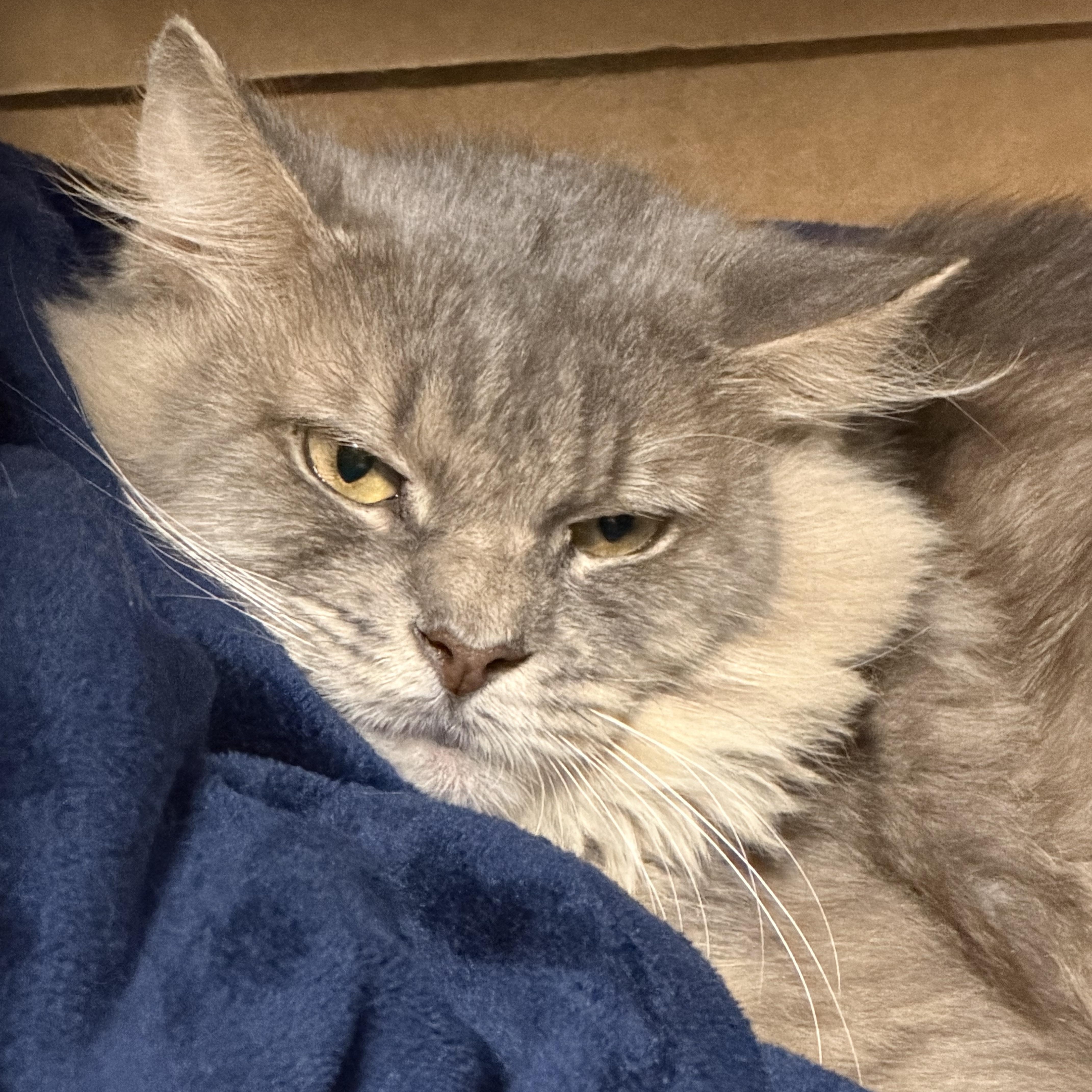 An adult medium-sized male Domestic Medium Hair cat named Ashfur for adoption in Pottsville, PA