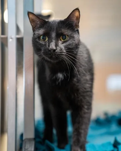 An adult medium-sized female Domestic Short Hair cat named Bonnie for adoption in Pequot Lakes, MN
