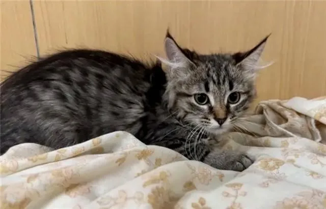 A baby small-sized male Domestic Medium Hair cat named Bob for adoption in Saint Louis, MO