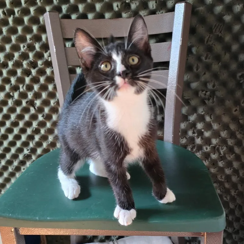 A baby small-sized male Black Domestic Short Hair cat named Chicken Feet for adoption in New York, NY