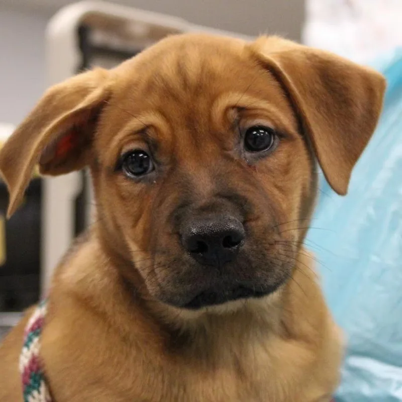 A baby medium-sized female Red / Chestnut / Orange Mastiff dog named French Silk for adoption in South Elgin, IL
