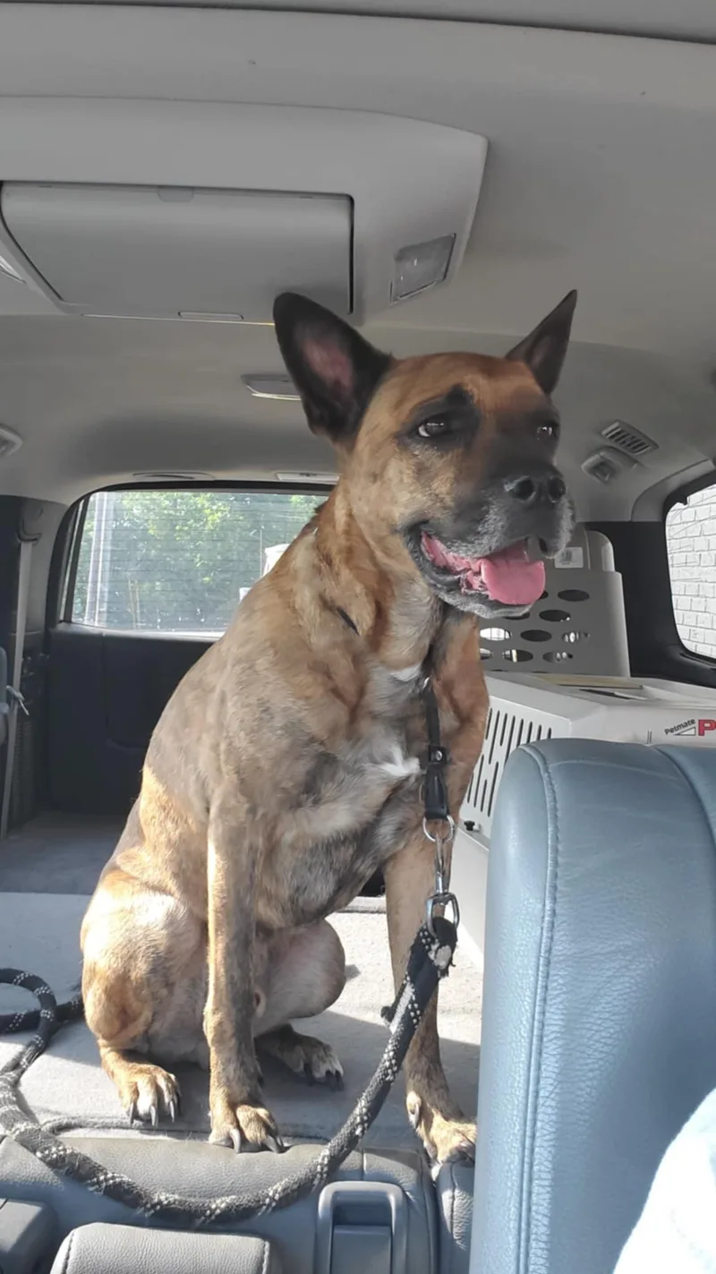 Nico  Paws Behind thumbnail 2