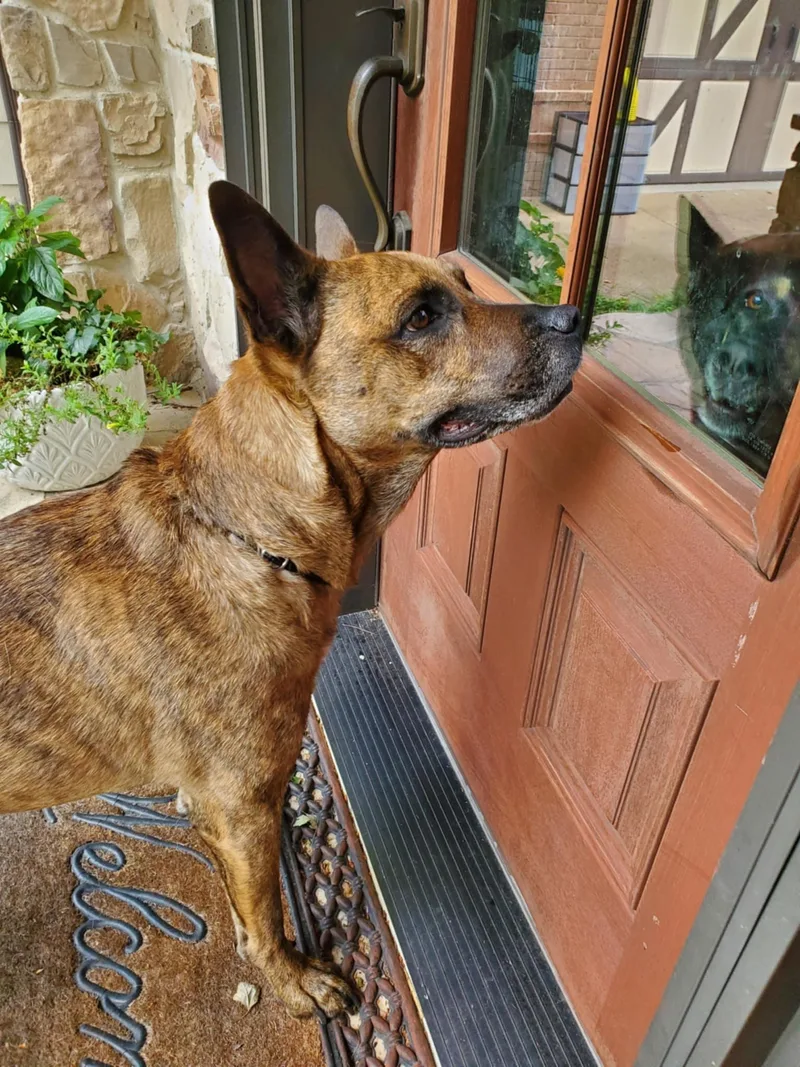 Nico  Paws Behind thumbnail 4