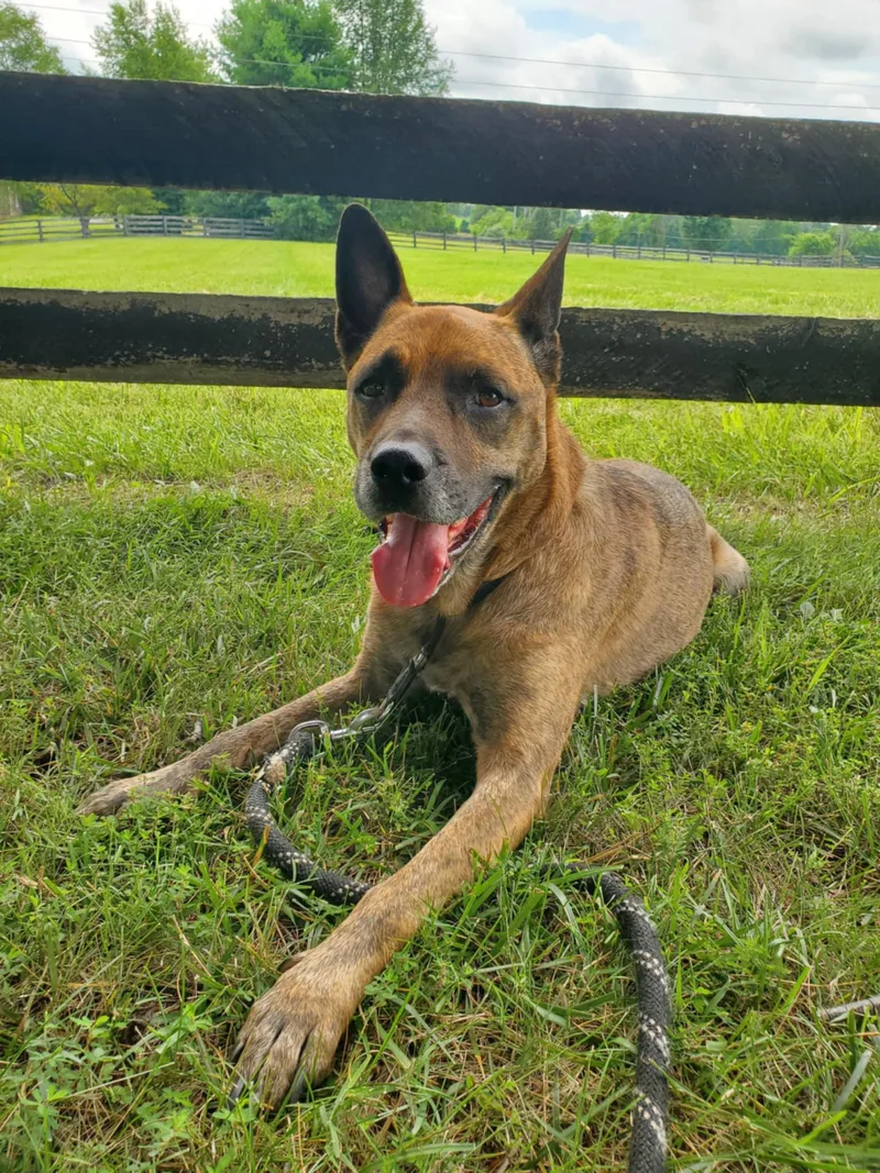 Nico  Paws Behind thumbnail 5