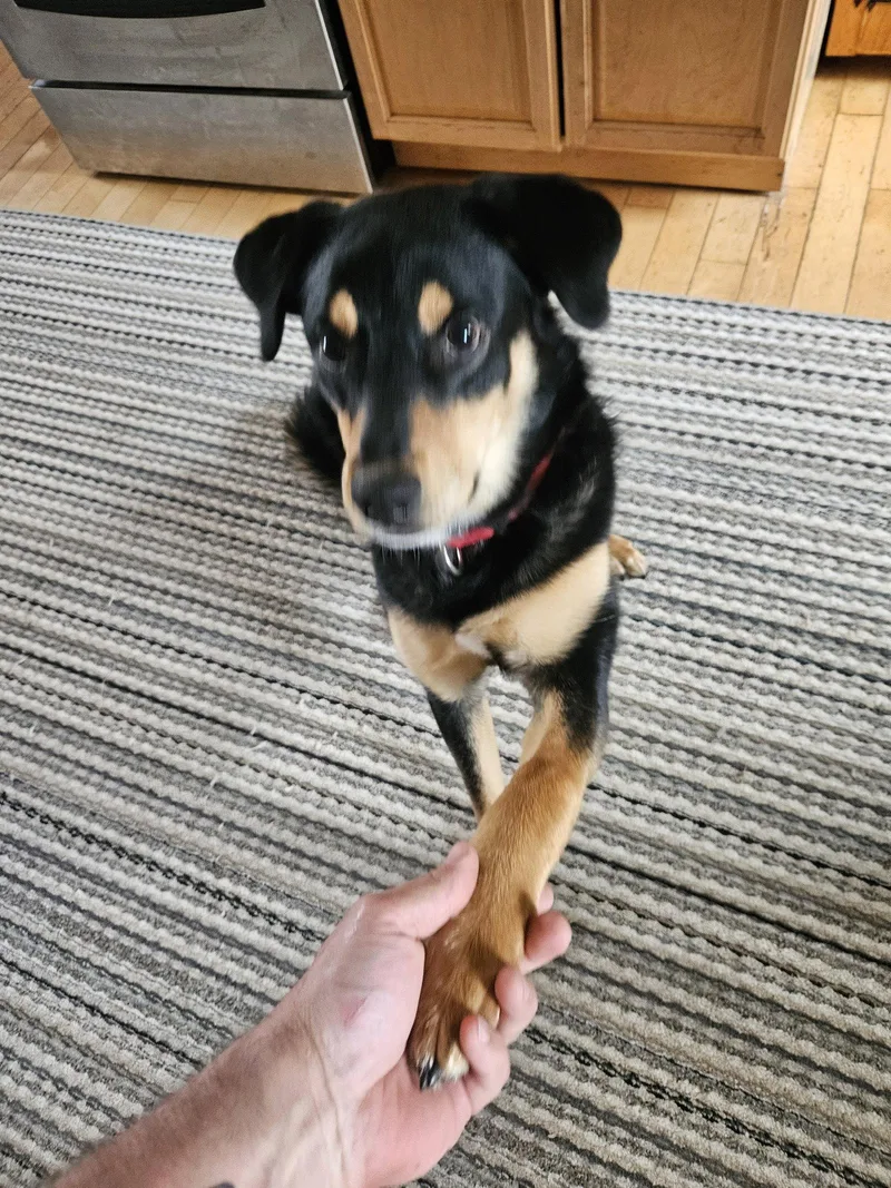 A baby medium-sized female Rottweiler dog named Rufus for adoption in Hillsboro, NH