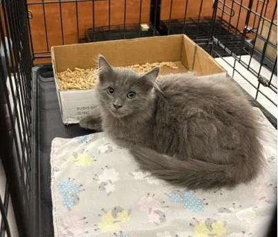 A baby medium-sized male Russian Blue cat named Rodrigo for adoption in Columbia, SC