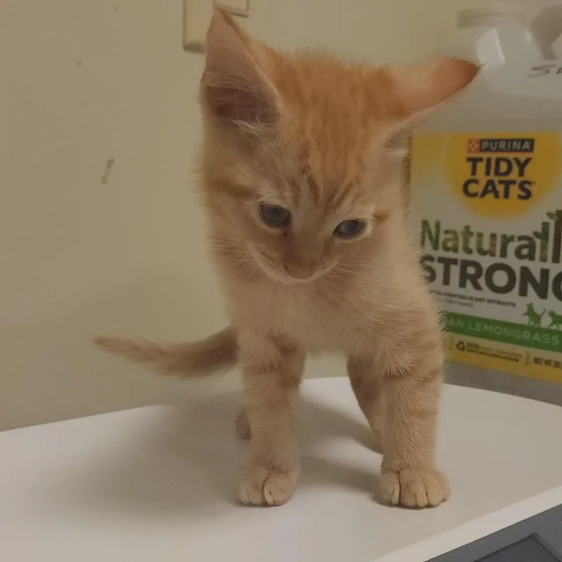 A baby small-sized male Orange / Red Domestic Short Hair cat named Littlefoot for adoption in Elizabeth City, NC