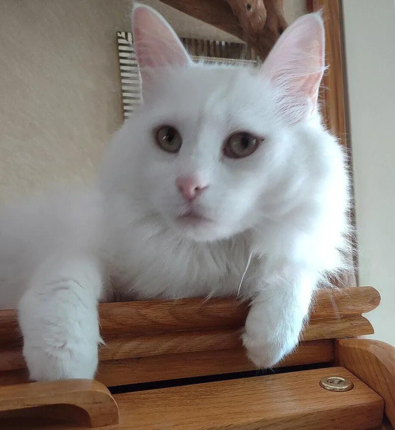Casper thumbnail 2