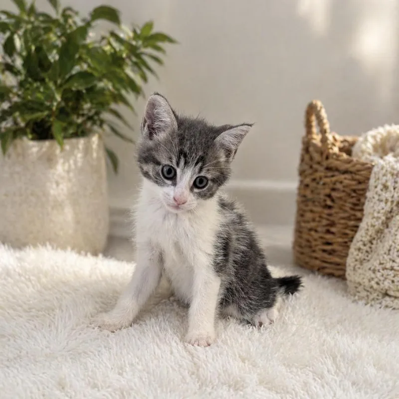A baby small-sized male Gray / Blue / Silver Domestic Short Hair cat named Sammy for adoption in Inman, SC