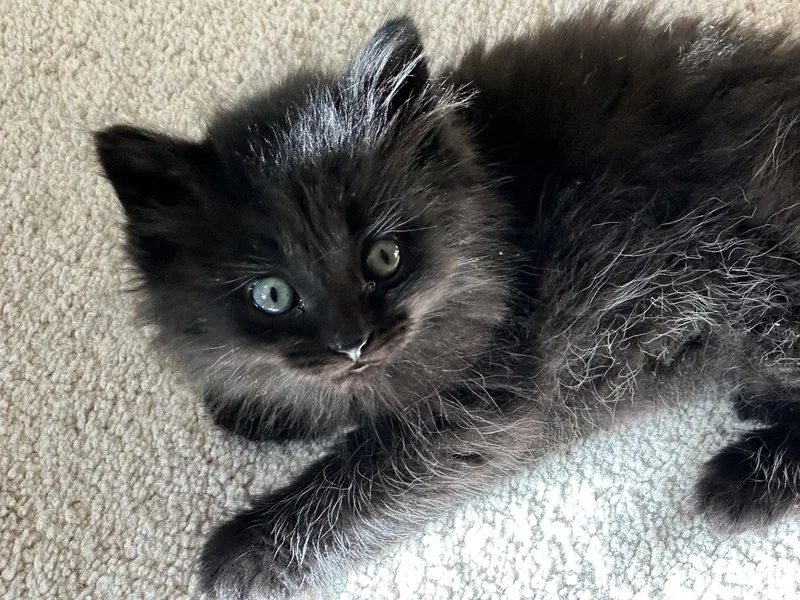A baby medium-sized female Black Domestic Short Hair cat named Gg Litter Bijou for adoption in Livonia, MI