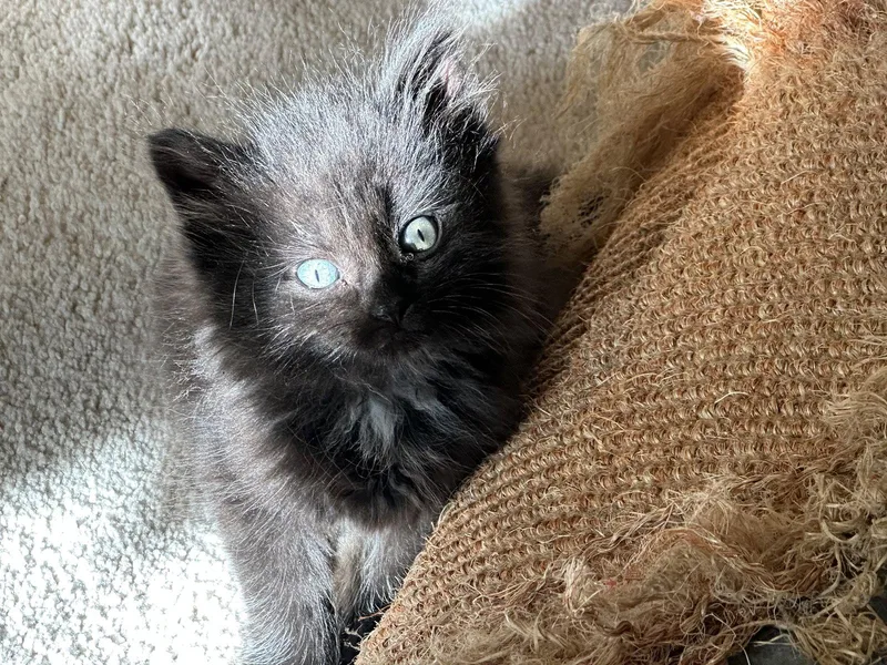 Gg Litter Bijou thumbnail 3