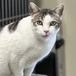 An adult medium-sized male Gray & White Domestic Short Hair cat named Brady for adoption in Bridgewater, NJ