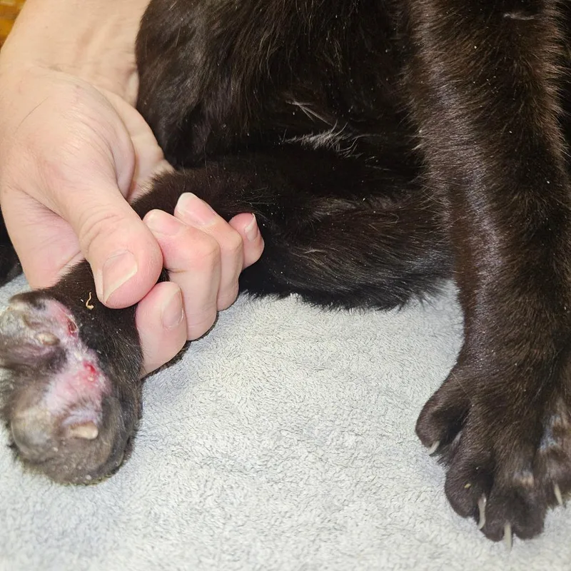 Shug The Sweet Thug thumbnail 2