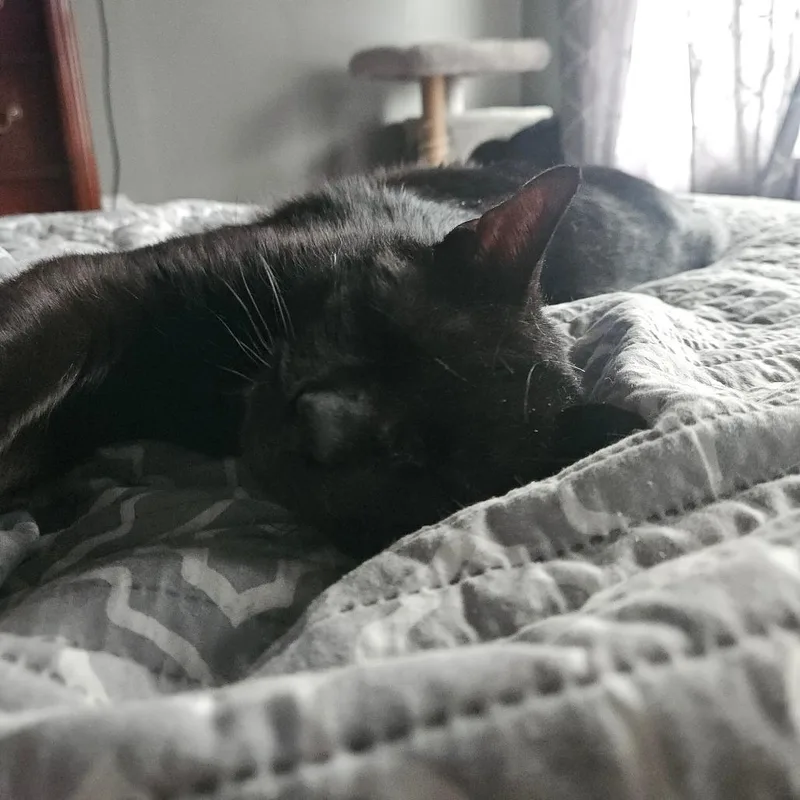 Shug The Sweet Thug thumbnail 3