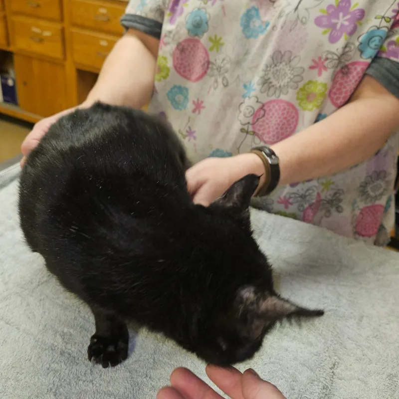 Shug The Sweet Thug thumbnail 4