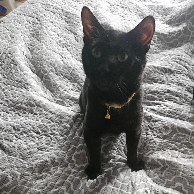 Shug The Sweet Thug thumbnail 5