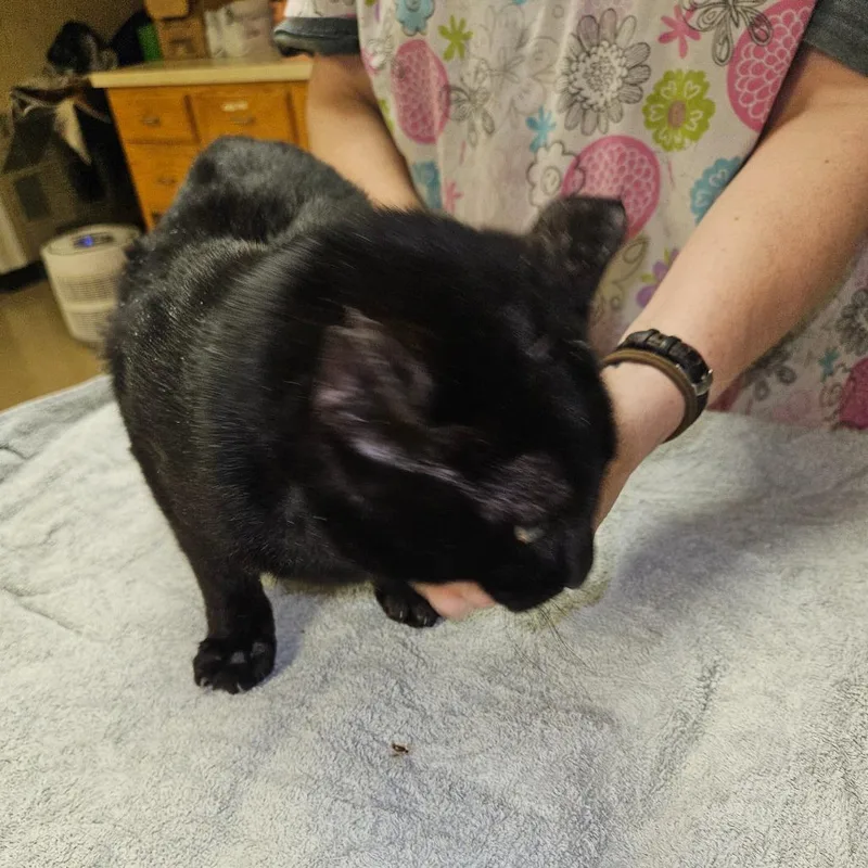 Shug The Sweet Thug thumbnail 6