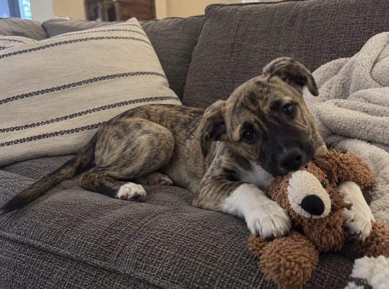 A baby medium-sized male Brindle Labrador Retriever dog named Benny The Cutest for adoption in woodland, CA