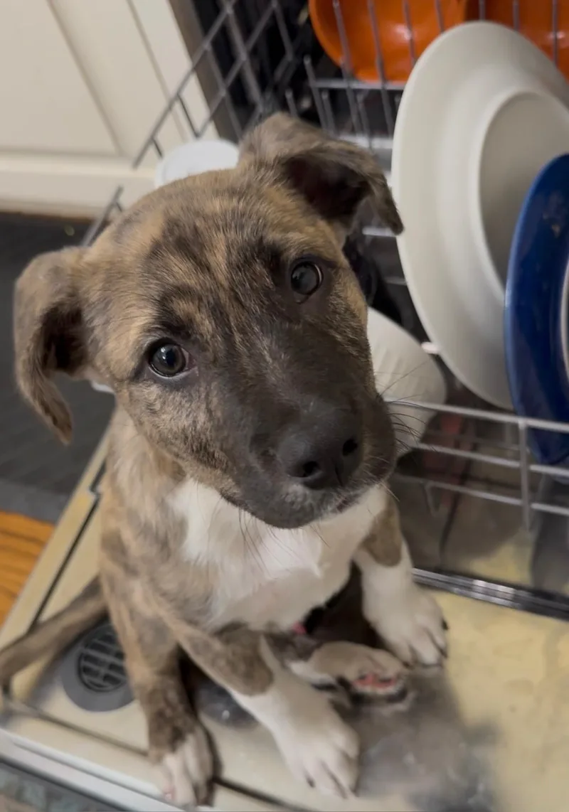 Benny The Cutest thumbnail 3