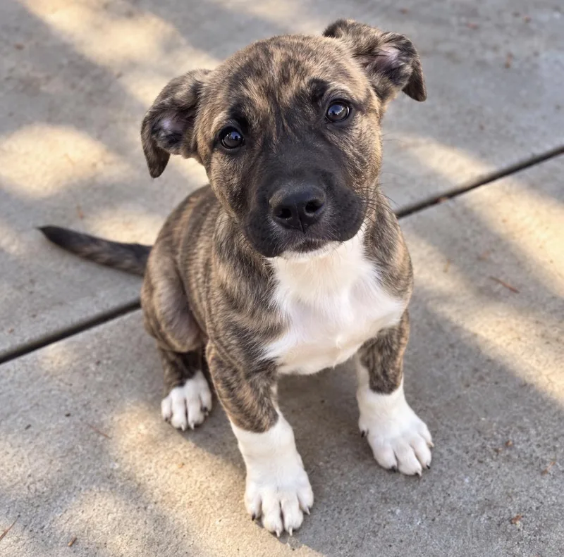 Benny The Cutest thumbnail 4