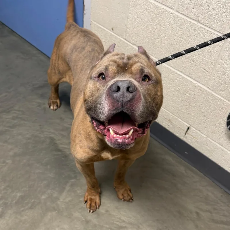 An adult medium-sized male Yellow / Tan / Blond / Fawn Mixed Breed dog named King Arthur for adoption in DeKalb, IL
