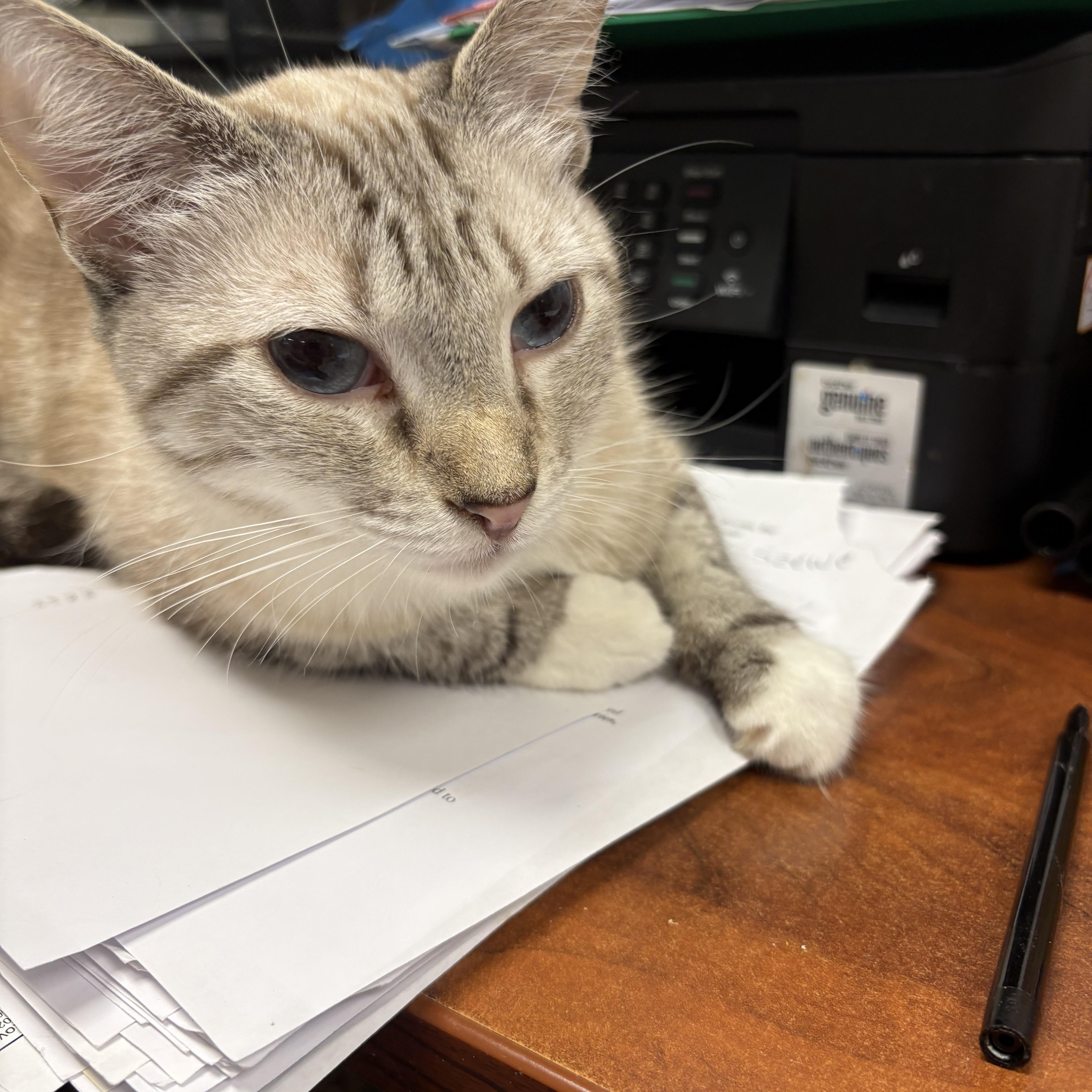 A young medium-sized female Siamese cat named Snowball for adoption in North Arlington, NJ