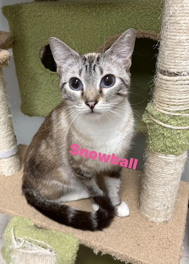 Snowball thumbnail 3