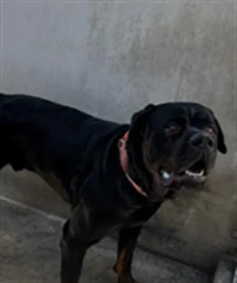 An adult large-sized male Rottweiler dog named Rocky for adoption in Los Angeles, CA