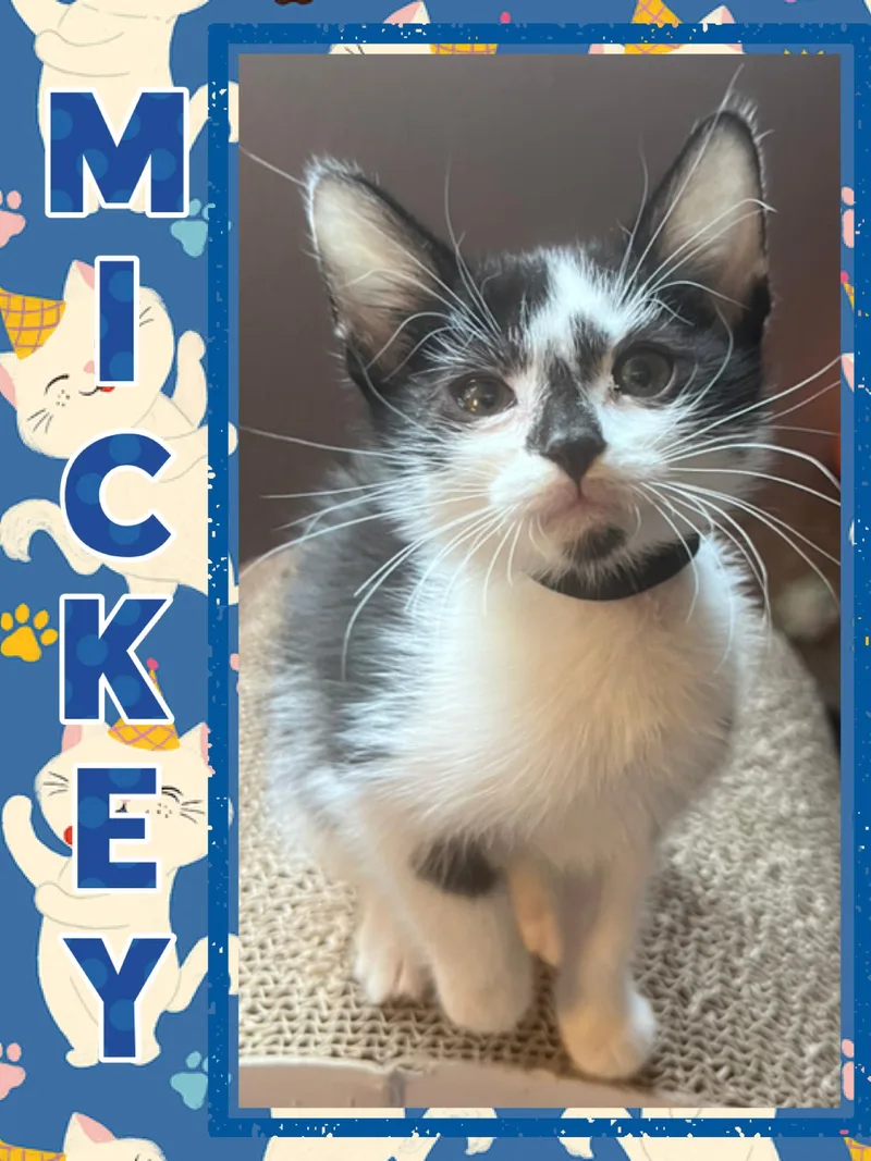 A baby medium-sized male Black & White / Tuxedo Domestic Short Hair cat named Mickey for adoption in Pasco, WA