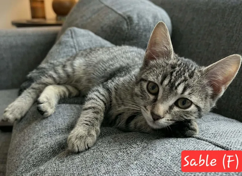 A baby medium-sized female Tabby (Brown / Chocolate) Domestic Short Hair cat named Sable for adoption in Ephrata, WA