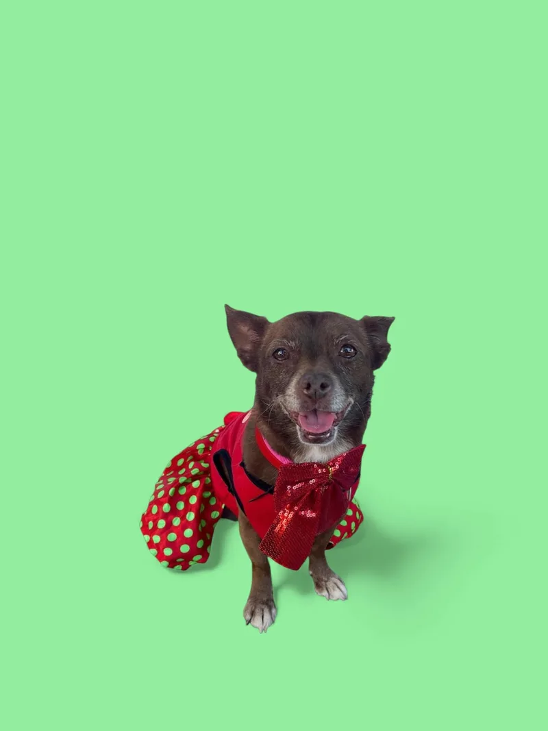 Vivienne thumbnail 6