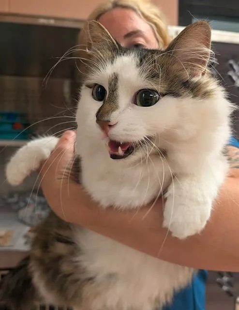 An adult large-sized male Domestic Short Hair cat named Ash for adoption in Columbia, SC