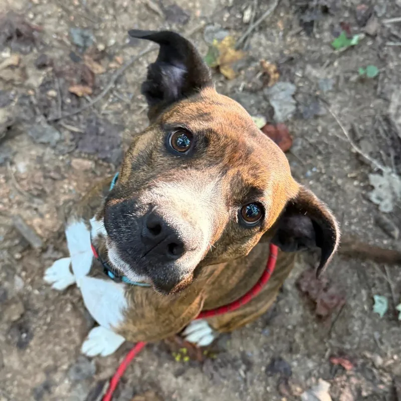 An adult medium-sized female Pit Bull Terrier dog named Sierra for adoption in Troy, VA