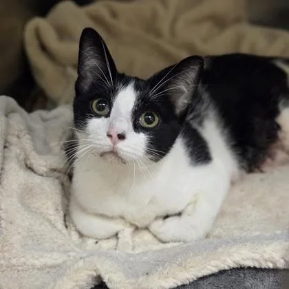 An adult medium-sized male Domestic Short Hair cat named McLovin for adoption in Westland, MI