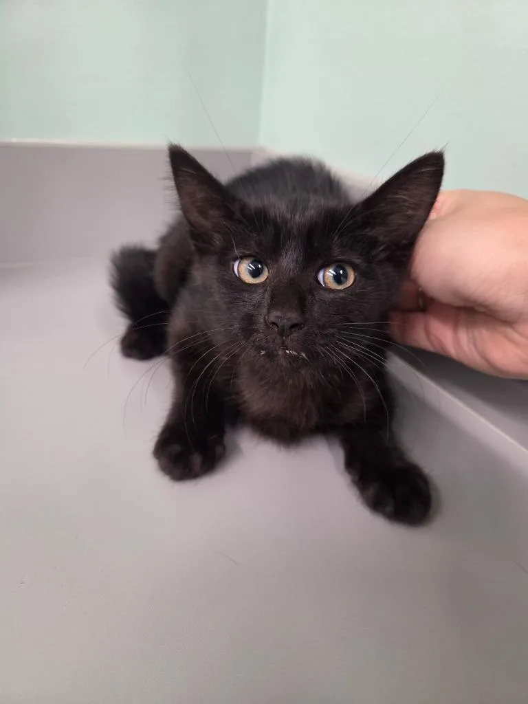 A baby small-sized female Domestic Short Hair cat named Phoebie for adoption in Athens, TN