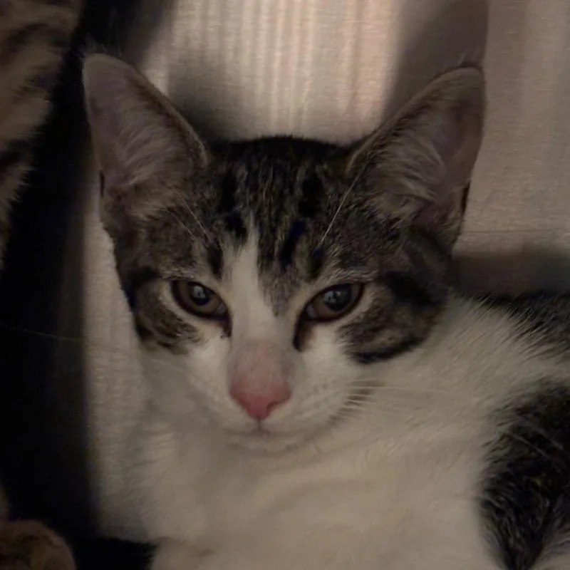 A baby small-sized female Brown / Chocolate Domestic Short Hair cat named Hekate for adoption in Council Bluffs, IA