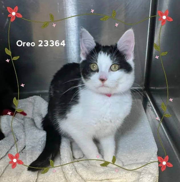 A baby medium-sized female Black & White / Tuxedo Domestic Short Hair cat named Oreo for adoption in Marietta, GA