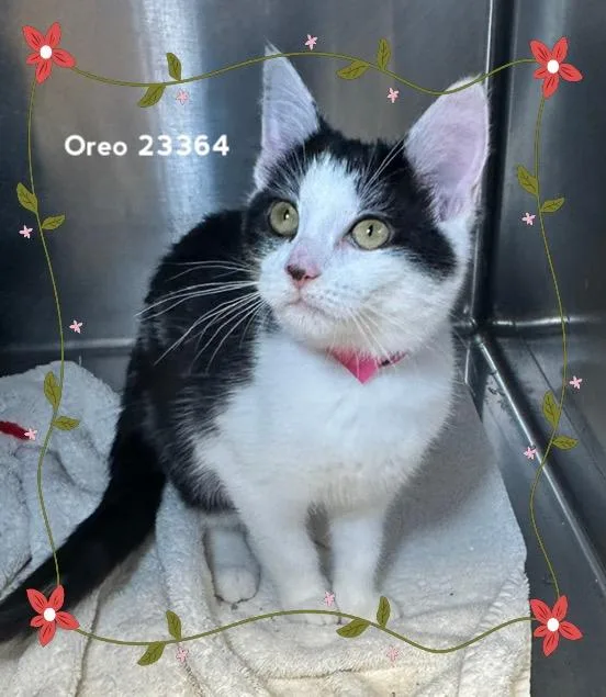 Oreo thumbnail 2