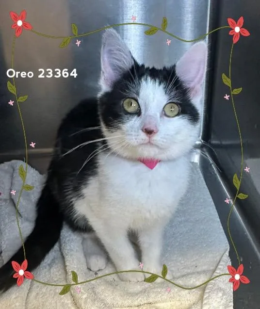 Oreo thumbnail 3