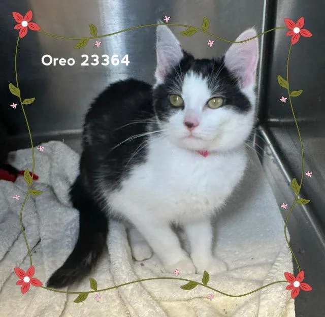 Oreo thumbnail 4